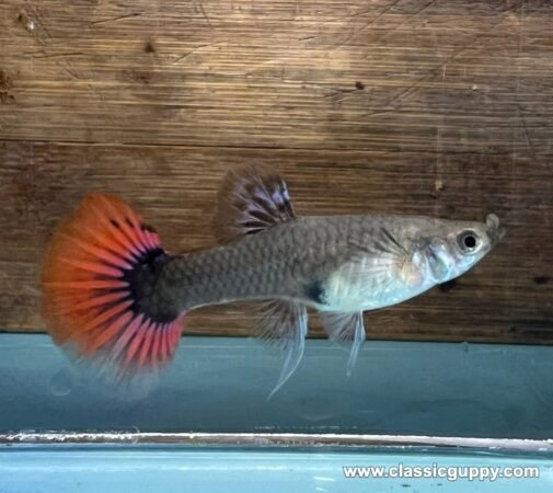 Platinum Red Tail Dumbo Ear Ribbon Guppy - Classic Guppy