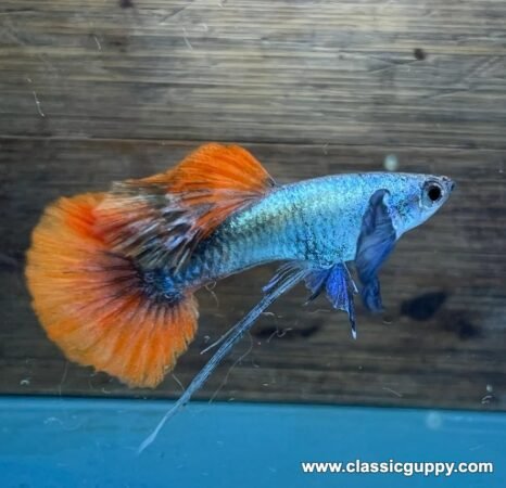 Platinum Red Tail Dumbo Ear Ribbon Guppy male showing blue dumbo ear fins - Classic Guppy