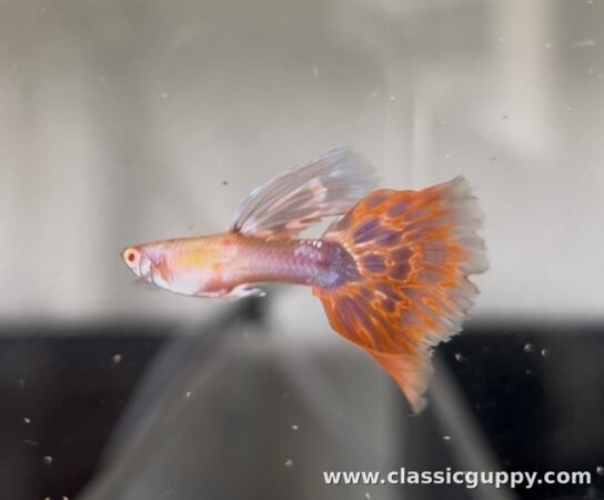 Pink Mosaic Guppy male fish - Classic Guppy