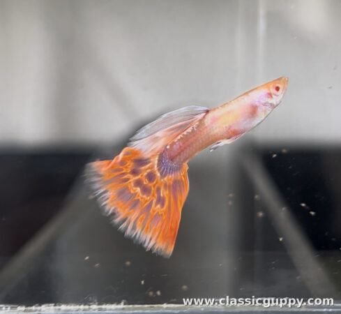 Pink Mosaic Guppy fish for sale online - Classic Guppy