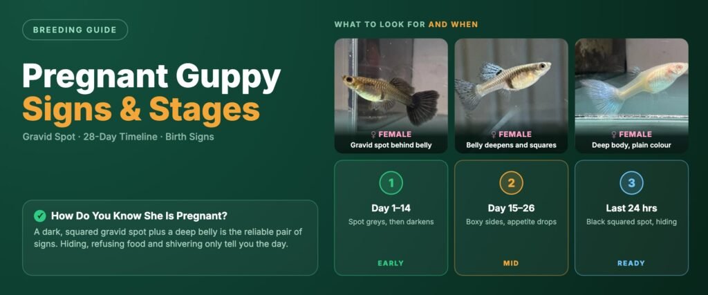 Pregnant guppy banner showing three female guppies with deep bellies and dark gravid spots above a three stage timeline: day 1 to 14 early, day 15 to 26 mid, and the last 24 hours before she drops fry