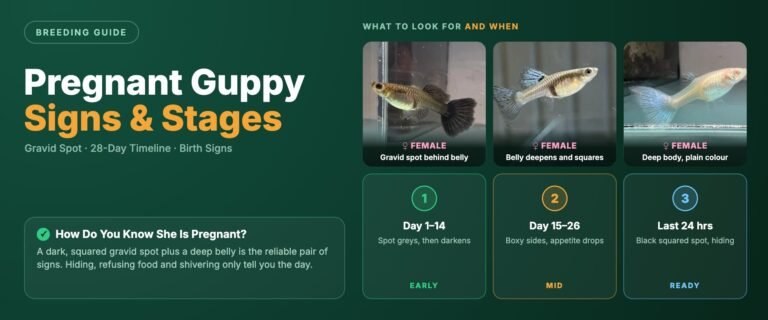 Pregnant guppy banner showing three female guppies with deep bellies and dark gravid spots above a three stage timeline: day 1 to 14 early, day 15 to 26 mid, and the last 24 hours before she drops fry