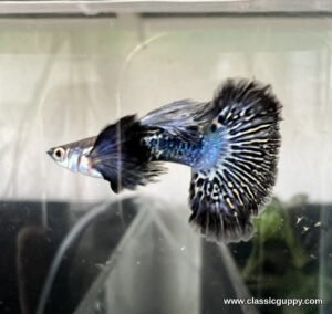 Purple Dragon Dumbo Ear Guppy male with indigo dumbo ear fins and a black tail streaked in cream and blue - Classic Guppy