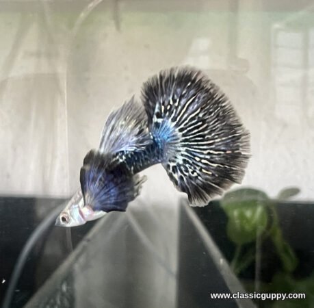 Purple Dragon Dumbo Ear Guppy male turning to show the oversized dumbo ear pectoral fin and feathered tail - Classic Guppy