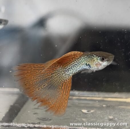 Red Lace Guppy male fish - Classic Guppy