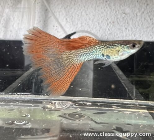 Red Lace Guppy fish for sale online - Classic Guppy