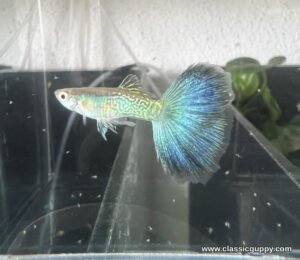Snakeskin Blue Fantail Guppy male with a gold and green snakeskin body and a wide sky blue fantail - Classic Guppy