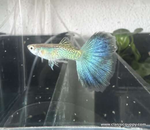 Snakeskin Blue Fantail Guppy male with a gold and green snakeskin body and a wide sky blue fantail - Classic Guppy
