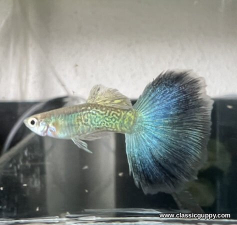 Snakeskin Blue Fantail Guppy male showing the fine snakeskin body pattern and deep blue tail edge - Classic Guppy