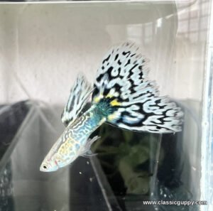 Snakeskin White Mosaic Guppy male with a blue snakeskin body and an ice white tail marbled in black mosaic - Classic Guppy