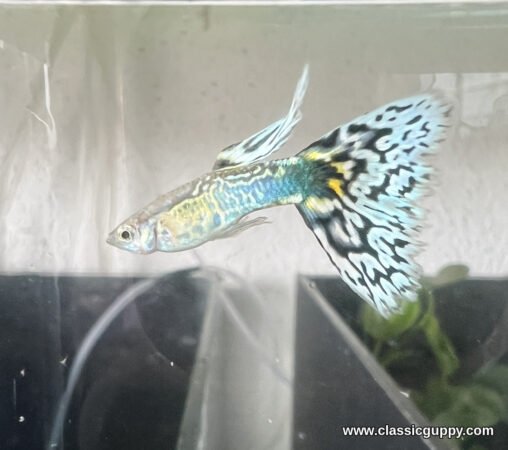 Snakeskin White Mosaic Guppy male side view showing the gold and blue snakeskin body and yellow tail base flash - Classic Guppy