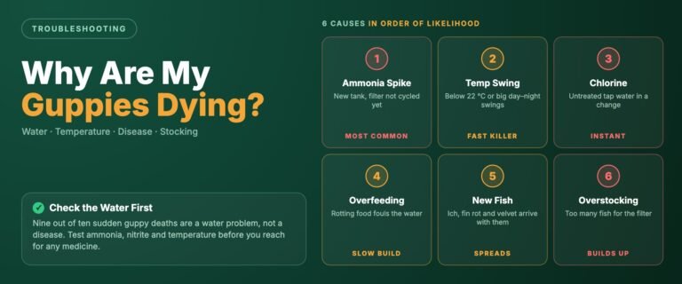 Why are my guppies dying banner listing six causes in order of likelihood: ammonia spike, temperature swing, chlorine, overfeeding, disease from new fish and overstocking