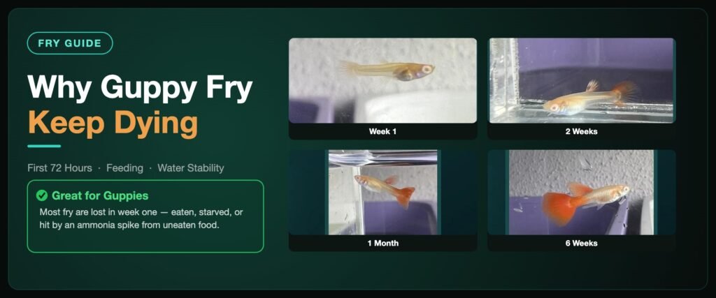 Why guppy fry keep dying banner showing Classic Guppy fry photographed at week one, two weeks, one month and six weeks old