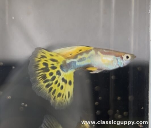 Blond Yellow Mosaic Guppy male fish - Classic Guppy