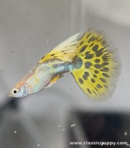 Blond Yellow Mosaic Guppy fish for sale online - Classic Guppy