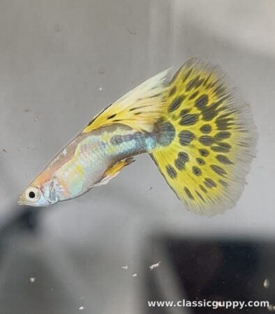 Blond Yellow Mosaic Guppy fish for sale online - Classic Guppy