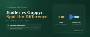 Endler vs guppy comparison banner showing a small short tailed endler male beside a fancy guppy male