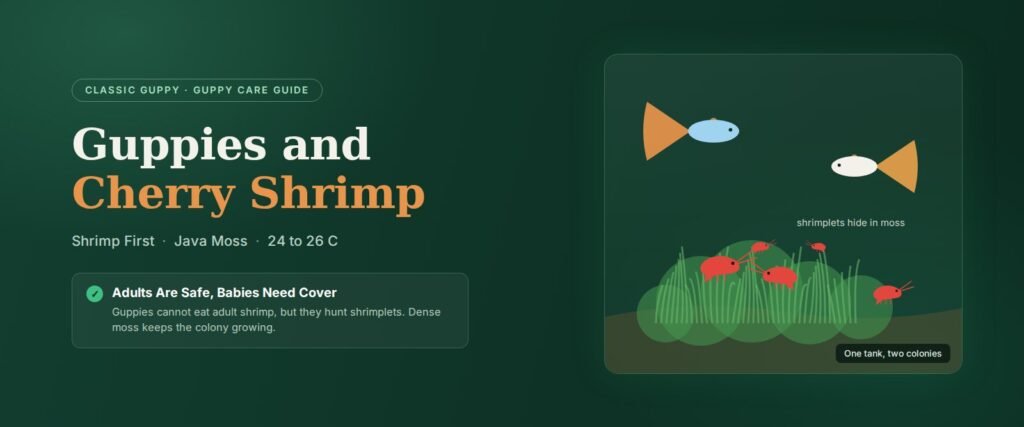 Guppies and cherry shrimp living together in a planted tank with java moss cover for shrimplets