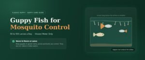 Guppy fish for mosquito control banner showing guppies hunting mosquito larvae in a garden water tank