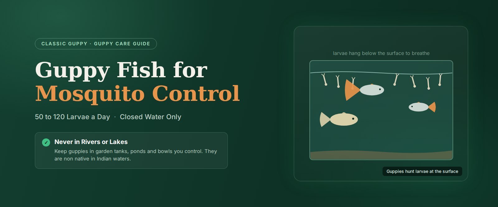Guppy fish for mosquito control banner showing guppies hunting mosquito larvae in a garden water tank