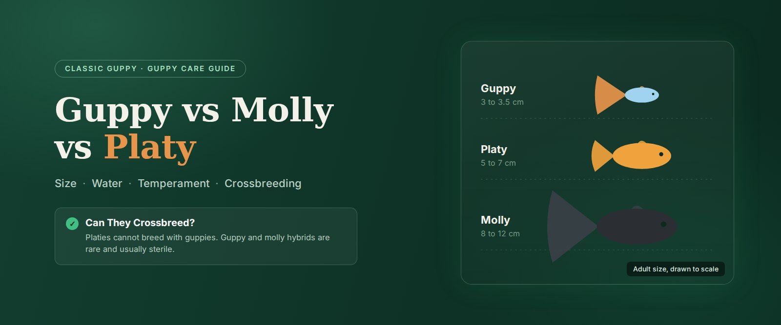 Guppy vs molly vs platy comparison banner showing the size difference between the three livebearers